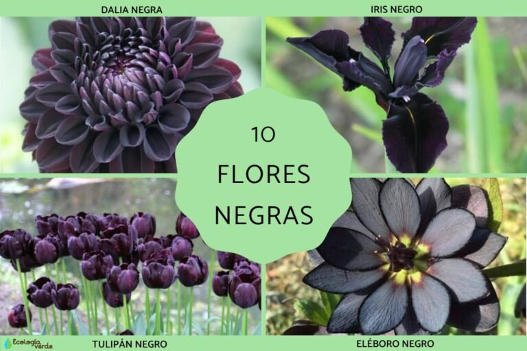 Descubre la flor de color negro: nombres y características