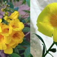 descubre-la-flor-de-la-esperanza-en-la-jardineria-cual-es-y-como-cultivarla