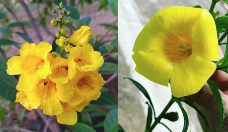 Descubre la flor de la esperanza en la jardinería: ¿cuál es y cómo cultivarla?