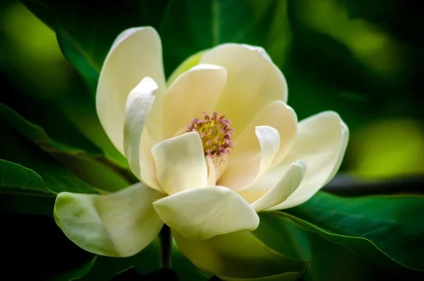 Descubre la flor de la salud: propiedades y beneficios para tu jardín y bienestar