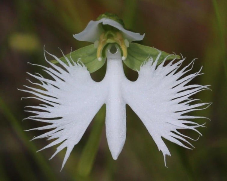 Descubre la flor más exótica y sorprendente del planeta