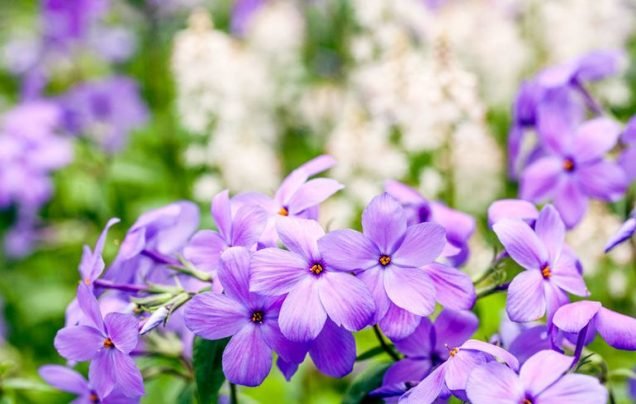 Descubre la flor más fragante del planeta: ¿Cuál es y cómo cultivarla en tu jardín?