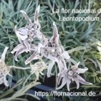 descubre-la-flor-nacional-de-suiza-y-como-cultivarla-en-tu-jardin
