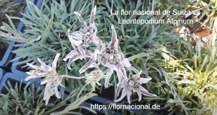 Descubre la flor nacional de Suiza y cómo cultivarla en tu jardín