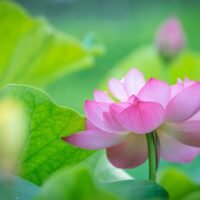 descubre-la-flor-que-representa-el-amor-y-como-incorporarla-en-tu-jardin