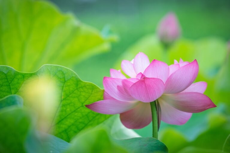 Descubre la flor que representa el amor y cómo incorporarla en tu jardín