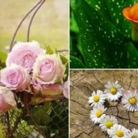 descubre-la-flor-que-simboliza-el-amor-sin-esperanza-en-el-mundo-de-la-jardineria