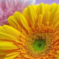 descubre-la-flor-que-simboliza-la-salud-y-como-cultivarla-en-tu-jardin