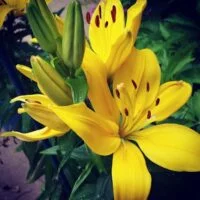 Descubre la fragancia encantadora del lirio: cómo es su olor y cómo utilizarlo en tu jardín descubre-la-fragancia-encantadora-del-lirio-como-es-su-olor-y-como-utilizarlo-en-tu-jardin