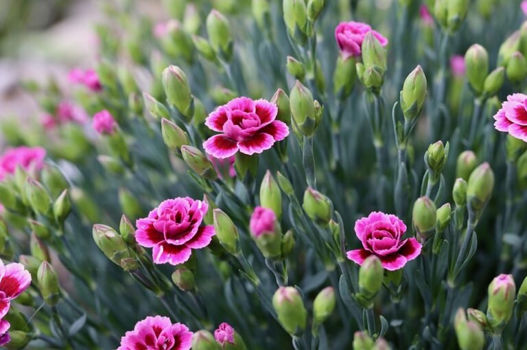 Descubre la frecuencia de floración de los claveles: ¿Cuántas veces al año florecen?