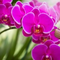 descubre-la-increible-variedad-de-colores-de-orquideas-cuantos-existen