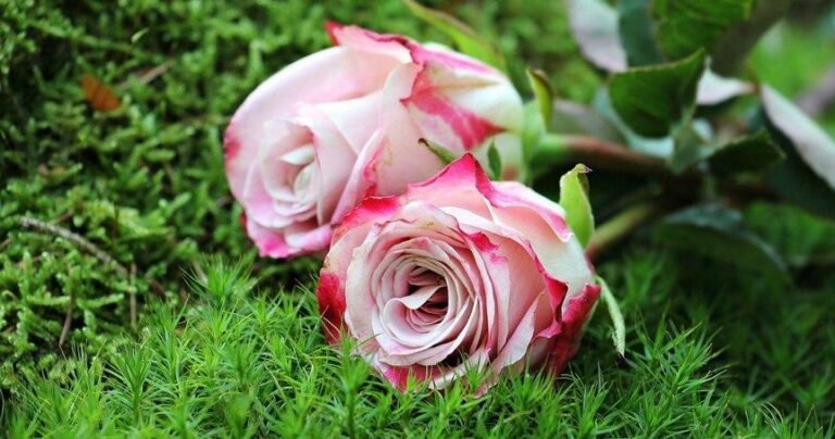 Descubre la inspiración detrás de las rosas en tu jardín: su simbolismo y significado