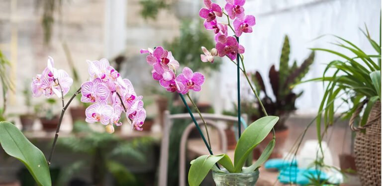 Descubre la majestuosa capital de las orquídeas y cómo cuidarlas en tu jardín