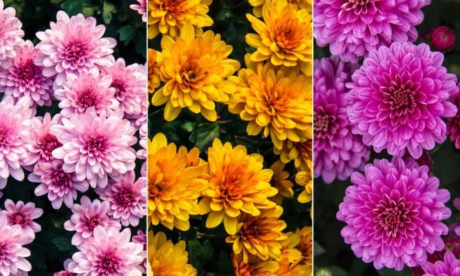 Descubre la medida exacta del crisantemo y cómo cuidarlo en tu jardín