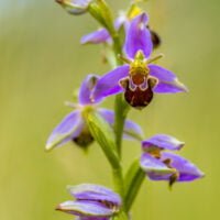 Descubre la orquídea más exótica del mundo: ¿cuál es la más rara?