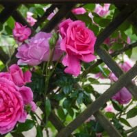 Descubre la rosa perfecta: ¿cuál es la mejor rosa del mundo para tu jardín?