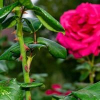 Descubre la rosa sin espinas: Una belleza segura para tus jardines