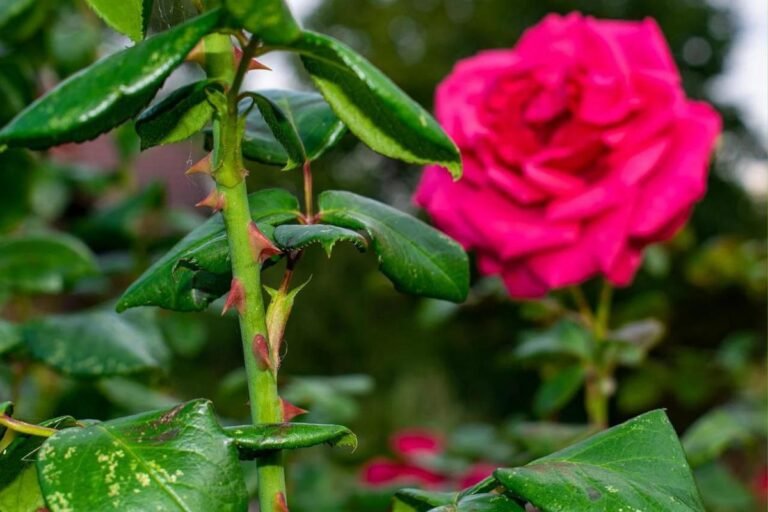Descubre la rosa sin espinas: Una belleza segura para tus jardines