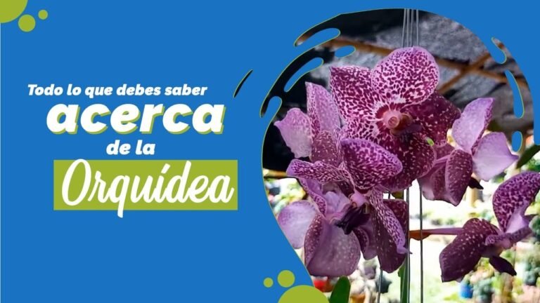 Descubre la semilla de la orquídea: todo lo que necesitas saber para cultivar esta hermosa planta en tu jardín.