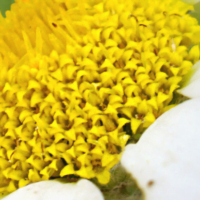 descubre-la-sorprendente-cantidad-de-flores-que-tiene-una-margarita