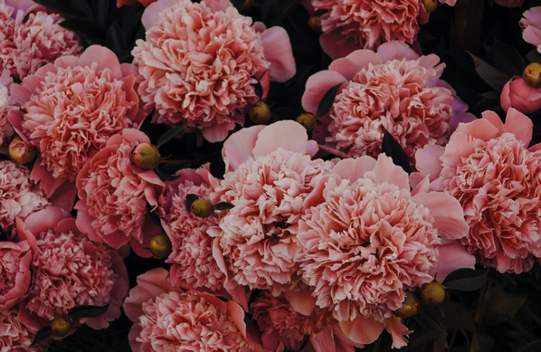 Descubre la variedad de claveles: ¿Cuántos tipos existen en el mundo de la jardinería?