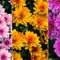 descubre-la-variedad-de-colores-de-los-crisantemos-en-tu-jardin