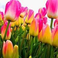descubre-la-variedad-de-colores-de-tulipanes-para-embellecer-tu-jardin