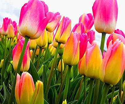 Descubre la variedad de colores de tulipanes para embellecer tu jardín