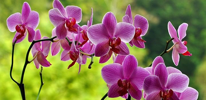 Descubre la vida útil de las orquídeas en maceta y cómo prolongar su floración