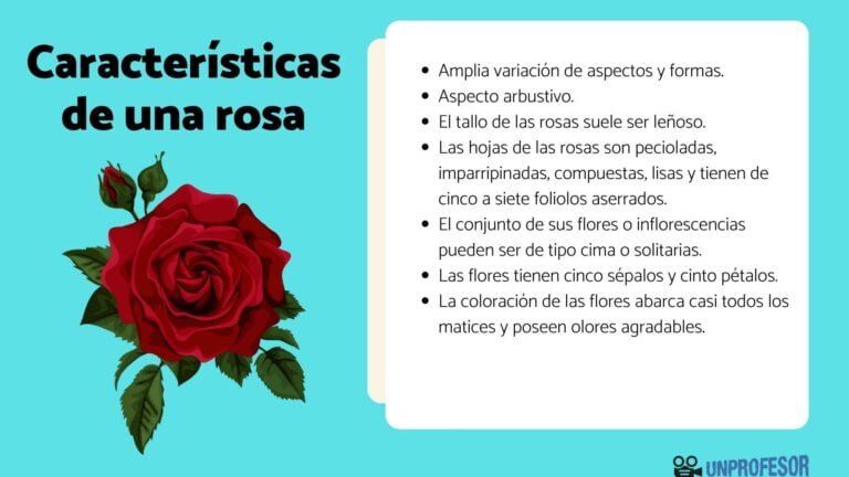 Descubre las Características Únicas de las Rosas: Todo lo que Debes Saber para Cultivarlas con Éxito