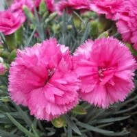 Descubre las diferencias entre el clavel y la rosa: ¿Cómo elegir la flor adecuada para tu jardín? descubre-las-diferencias-entre-el-clavel-y-la-rosa-como-elegir-la-flor-adecuada-para-tu-jardin