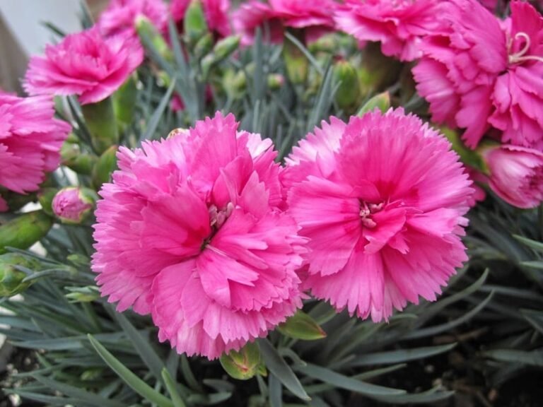 Descubre las diferencias entre el clavel y la rosa: ¿Cómo elegir la flor adecuada para tu jardín?