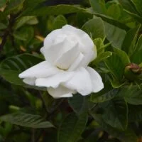 descubre-las-diferencias-entre-jazmin-y-gardenia-dos-plantas-con-un-aroma-inolvidable