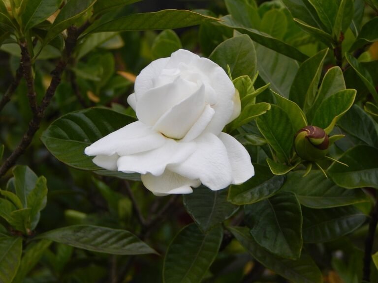 Descubre las diferencias entre jazmín y gardenia: dos plantas con un aroma inolvidable