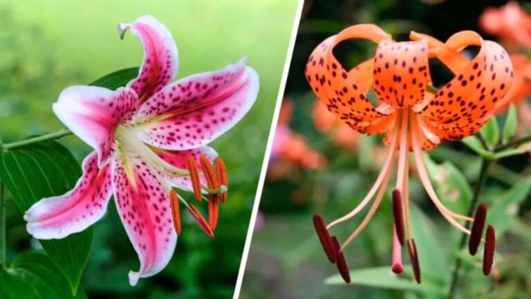 Descubre las diferencias entre lirios y liliums: todo lo que necesitas saber para identificar correctamente estas hermosas flores en tu jardín.