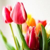 descubre-las-razones-por-las-que-tus-tulipanes-se-secan-y-como-solucionarlo-en-tu-jardin