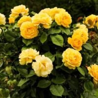 Descubre las rosas más lujosas y costosas que existen en el mundo de la jardinería