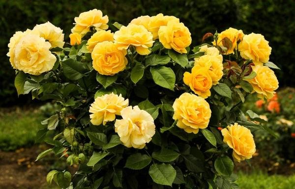 Descubre las rosas más lujosas y costosas que existen en el mundo de la jardinería