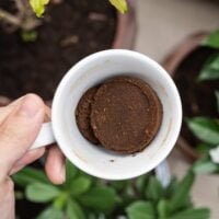 Descubre los beneficios del café para tus plantas: ¿Cómo puede ayudar en su crecimiento y cuidado?