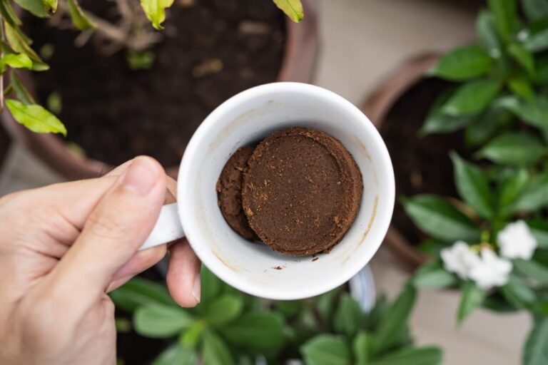 Descubre los beneficios del café para tus plantas: ¿Cómo puede ayudar en su crecimiento y cuidado?