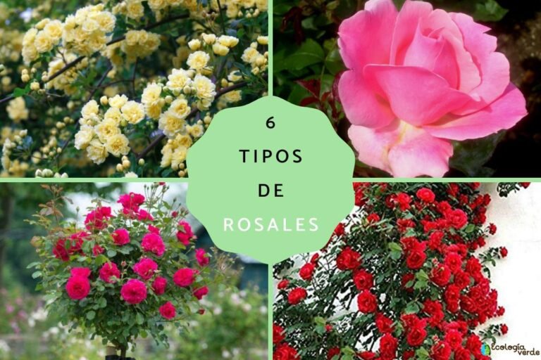 Descubre los diferentes tipos de rosas para embellecer tu jardín