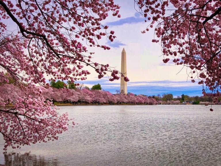Descubre los lugares donde florecen los cerezos: la belleza natural de la primavera