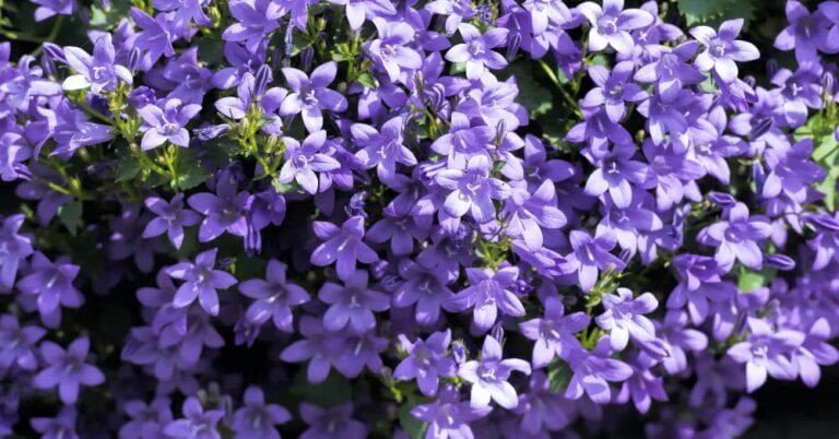 Descubre los lugares ideales para cultivar la hermosa flor campanillas en tu jardín