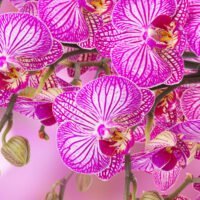 descubre-los-lugares-mas-espectaculares-donde-encontrar-las-orquideas-mas-hermosas-del-mundo