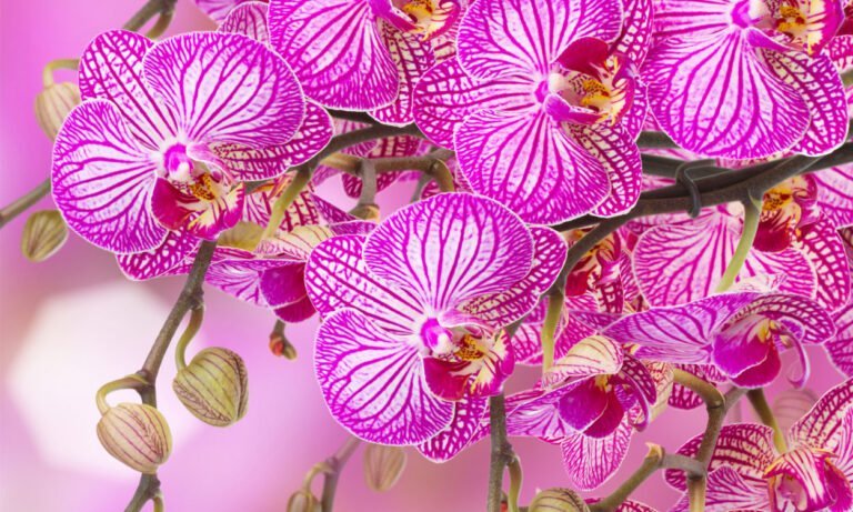 Descubre los lugares más espectaculares donde encontrar las orquídeas más hermosas del mundo