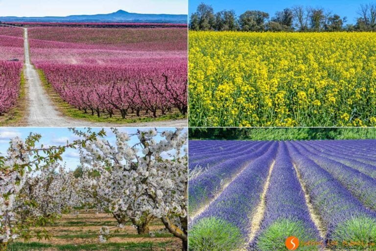 Descubre los lugares más floridos de España: dónde encontrar los mejores campos de claveles
