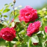 descubre-los-mejores-lugares-para-cultivar-rosas-en-tu-jardin-donde-crecen-las-rosas