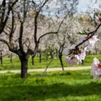 descubre-los-mejores-lugares-para-ver-cerezos-en-flor-en-espana