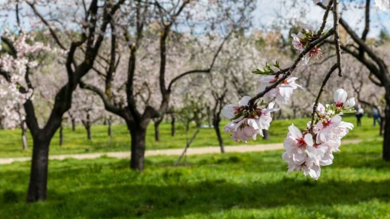 Descubre los mejores lugares para ver cerezos en flor en España