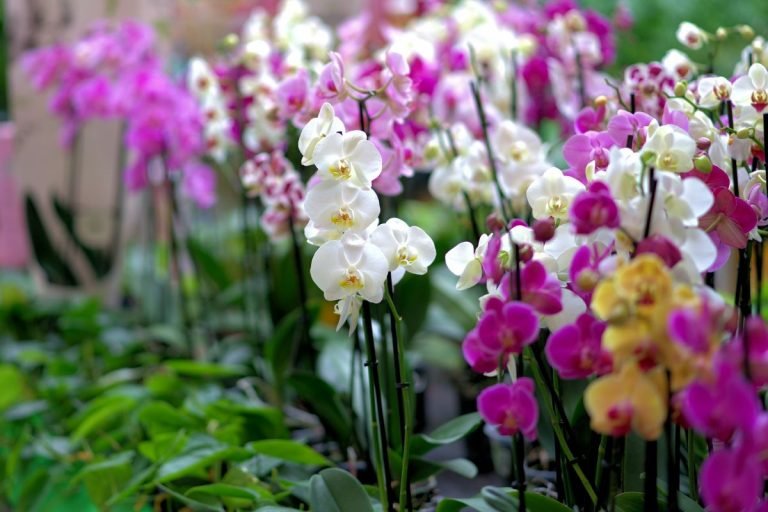 Descubre los secretos de la reproducción de orquídeas y multiplica su belleza en tu jardín